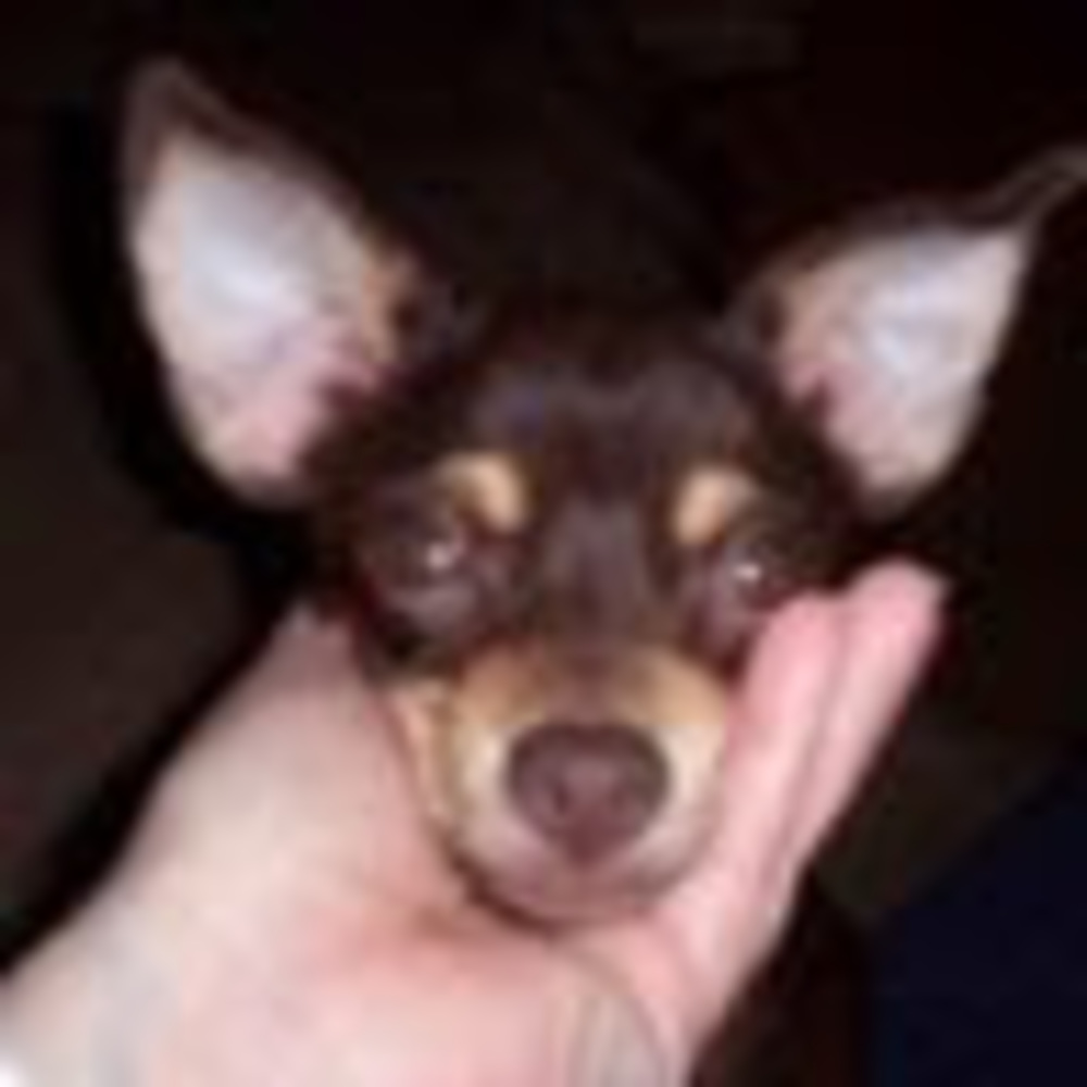 Meet your Posher, Monica